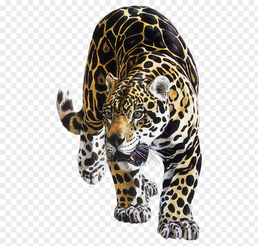 Jaguar Animal Leopard Tiger Felidae Lion PNG