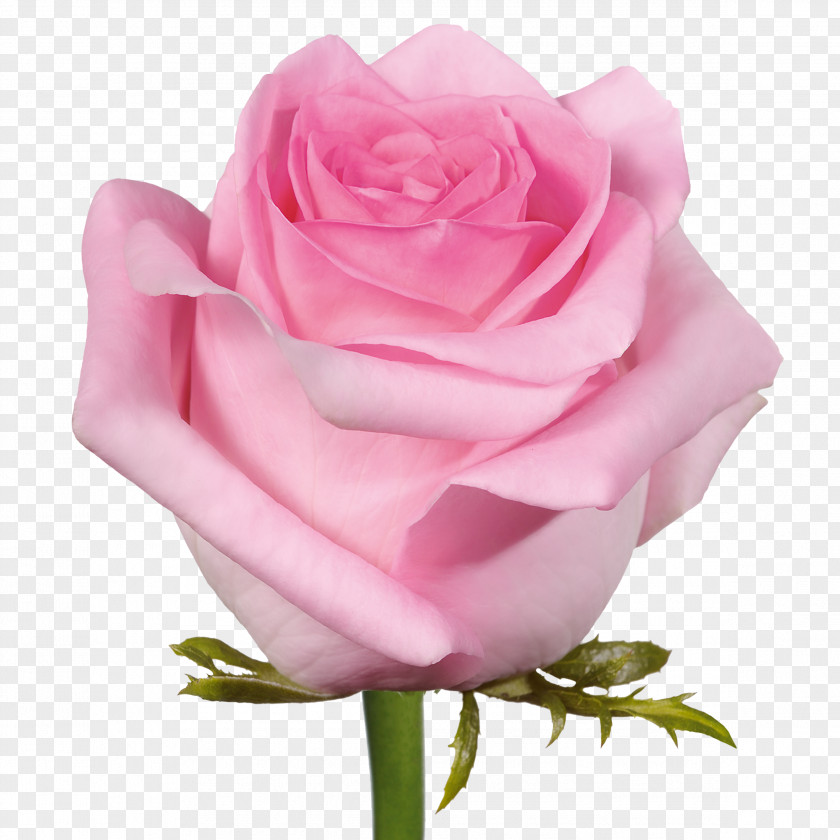 Pink Roses Cut-flower Garden PNG