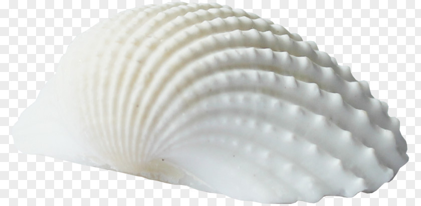 Seashell Product Design Cockle Photography Clip Art Picture Frames PNG