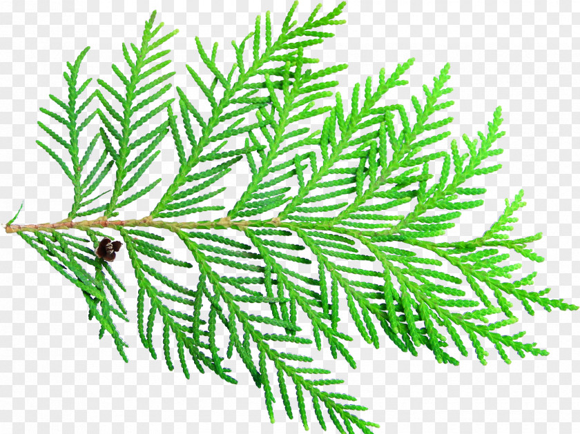 Winters Spruce Twig Arborvitae PNG