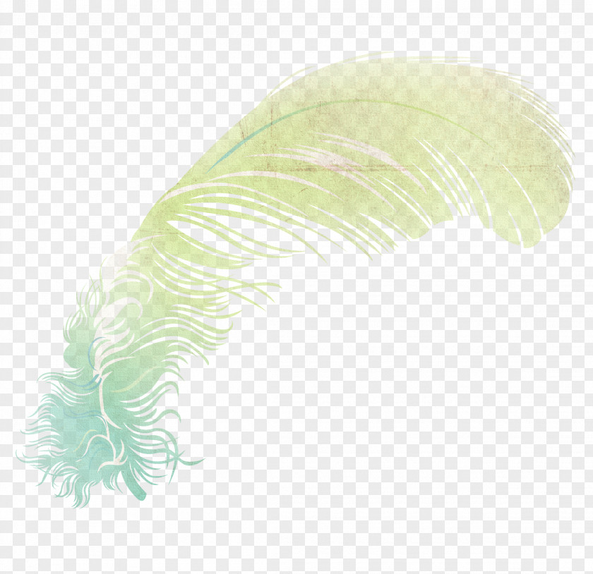 Color Wings,Fantasy Feather Wing Illustration PNG