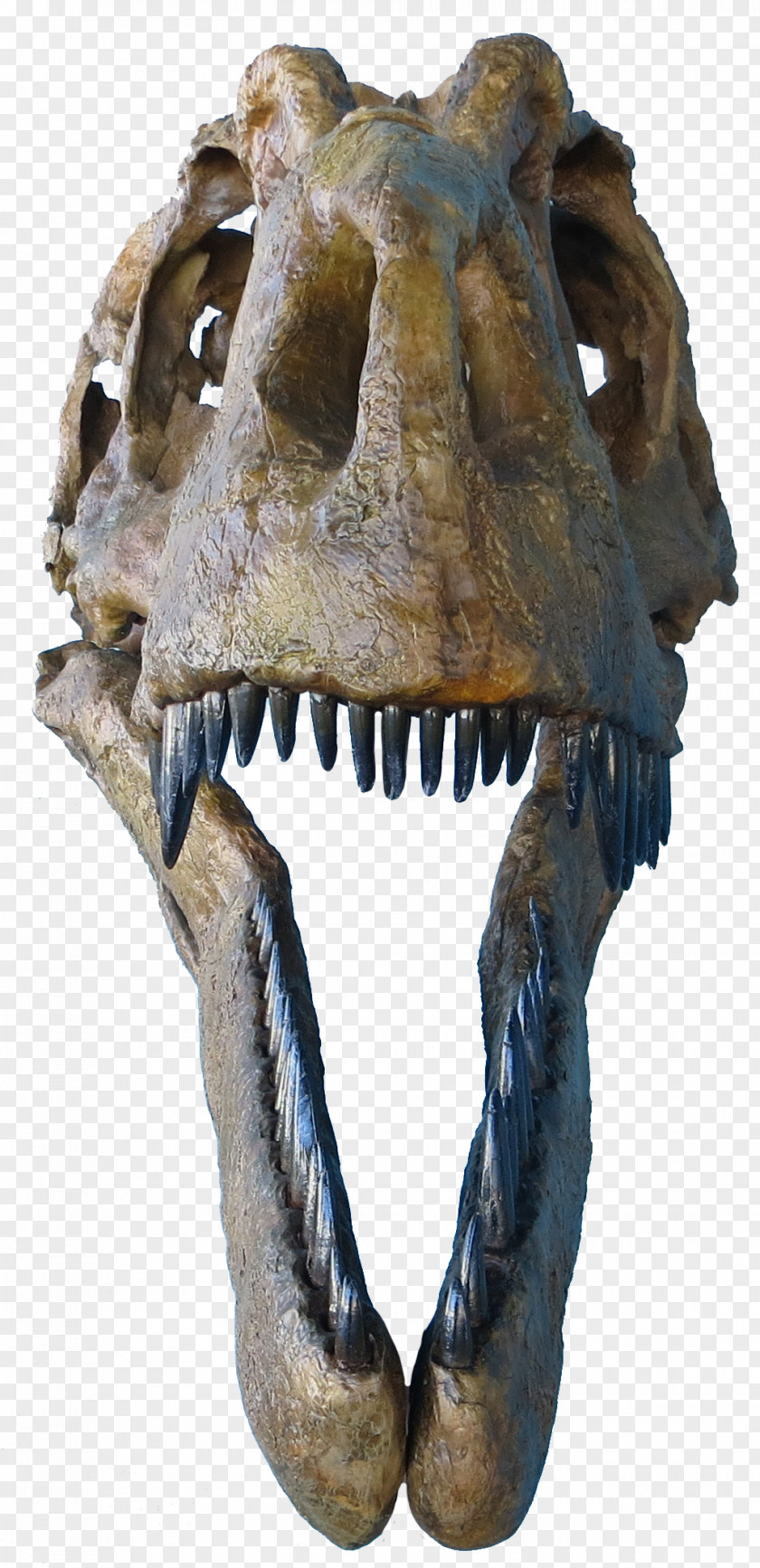 Dinosaur Tyrannosaurus Daspletosaurus Judith River Formation Albertosaurus PNG