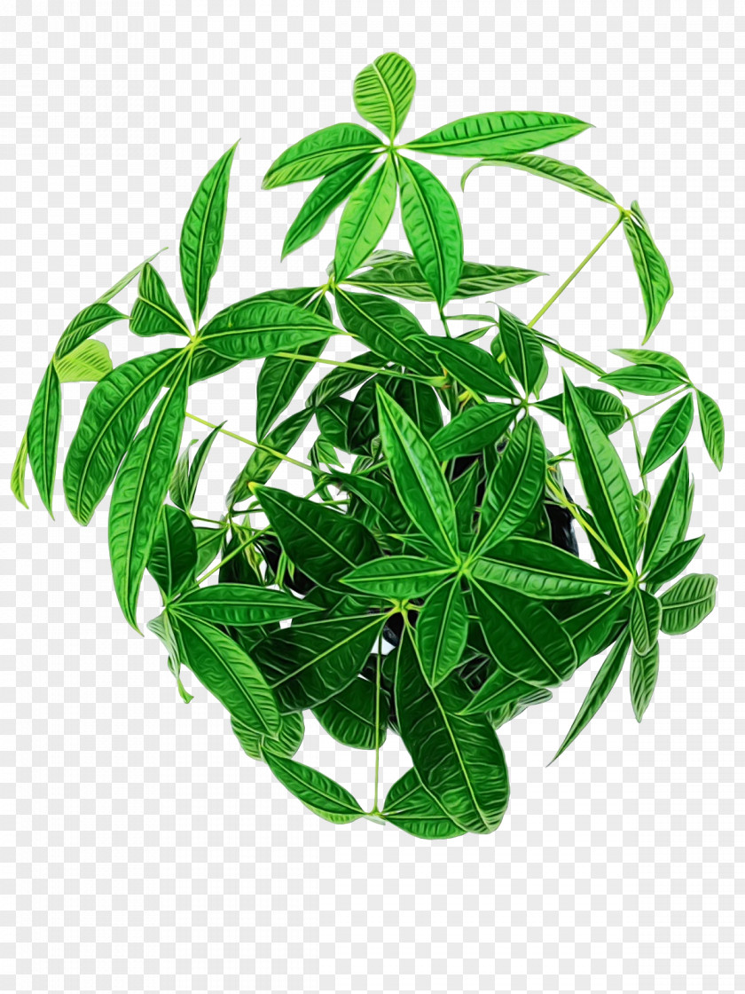 Jiaogulan Leaf Houseplant Herbal Medicine Hay Flowerpot With Saucer PNG