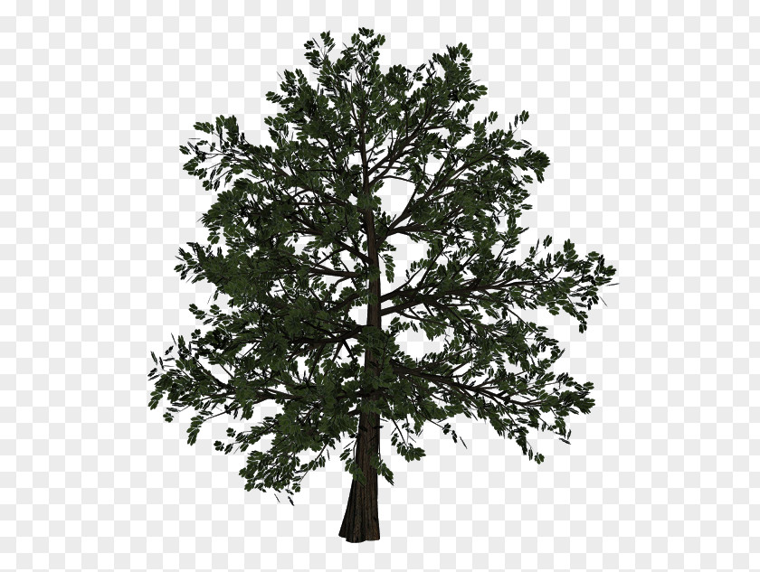 Tree Branch Oak Woody Plant Trunk PNG