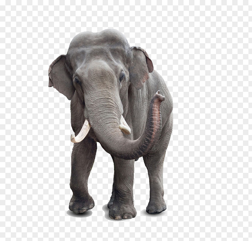 Animals Elephants African Bush Elephant Indian Stock Photography White PNG
