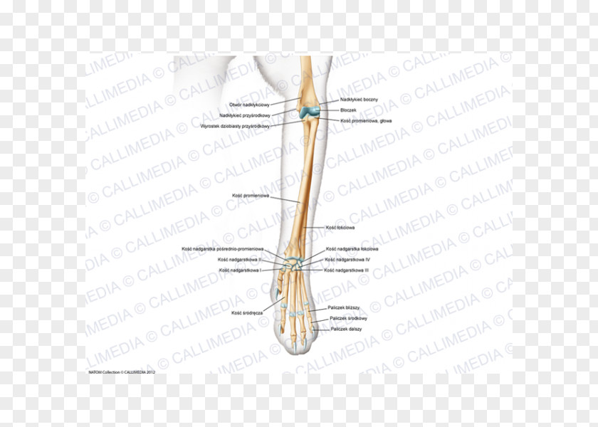 Design Finger Bone Muscle Joint PNG