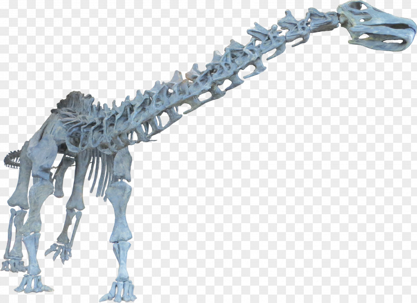 Dinosaur Brontosaurus Apatosaurus Diplodocus Tyrannosaurus PNG