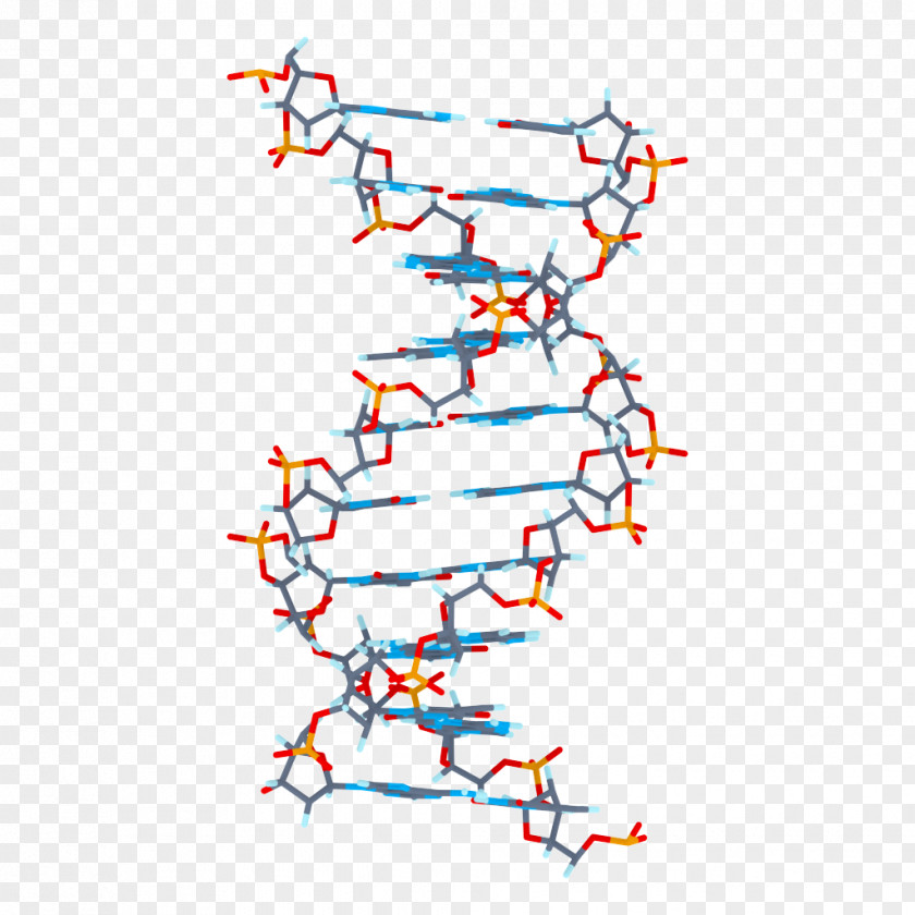 DNA 3D Computer Graphics Clip Art PNG