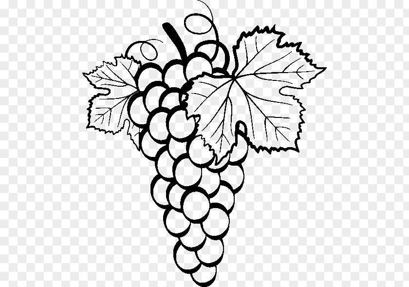 Grape Common Vine Drawing Clip Art PNG