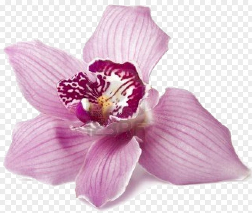 Orchid Metamorphoses Flower Achilles Orchids Greek Mythology PNG