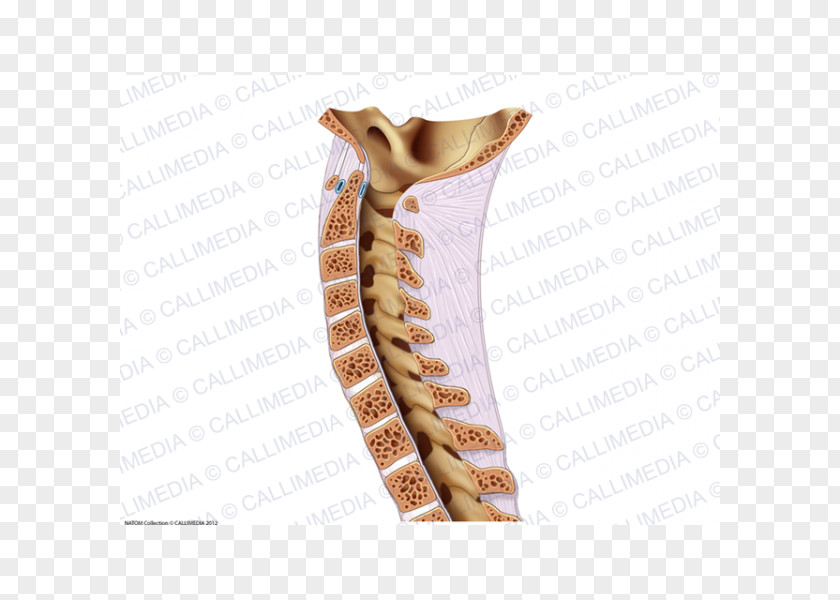 Vertebral Column Bone Rachis Ligament Neck PNG