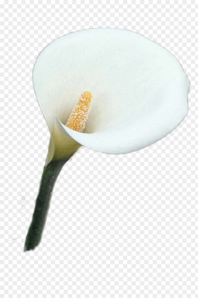 Flower The Carrier Museo Casa Diego Rivera Seller Arum-lily PNG