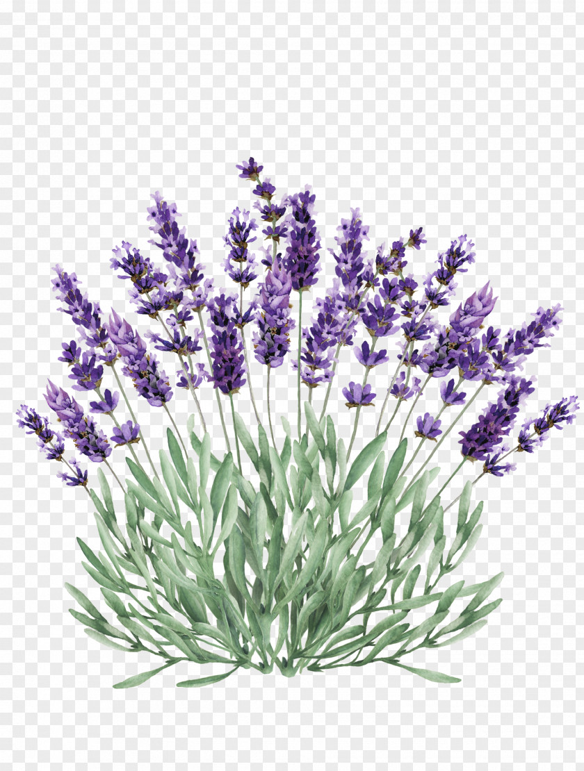 Hydrangea Kebiruanungu Clip Art Lavender Illustration Vector Graphics PNG