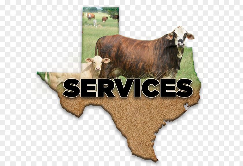 Sales Commission Cattle Beeville Livestock 0 PNG