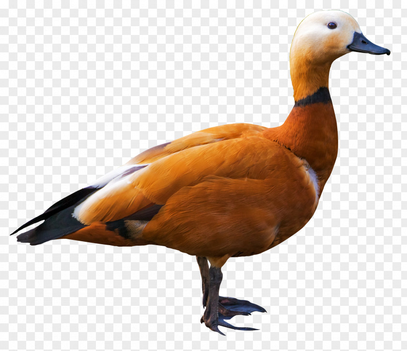 Shelduck Ruddy Goose Bird PNG