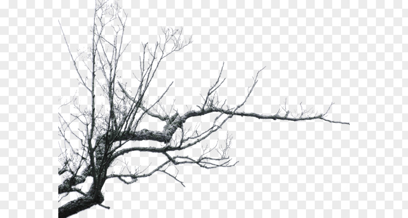 Branches PNG Branches, brown leafless branch art clipart PNG