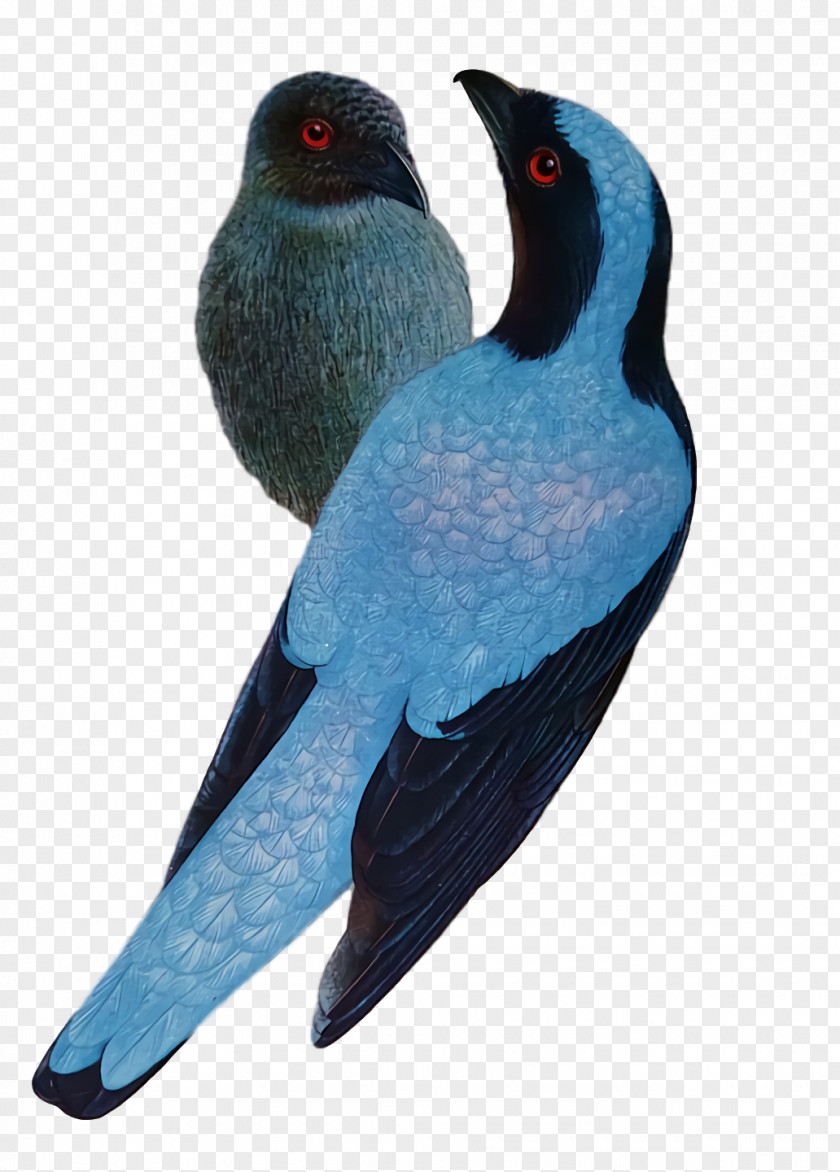 Cobalt Blue Beak PNG