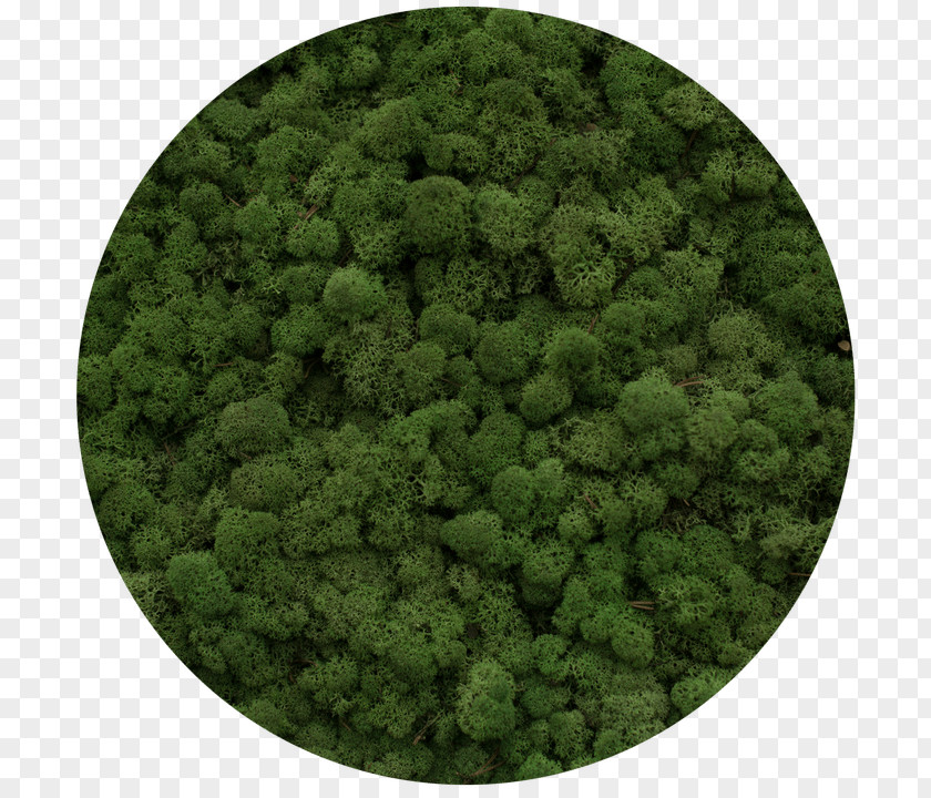 Reindeer Lichen Moss Yagel Plants Green PNG