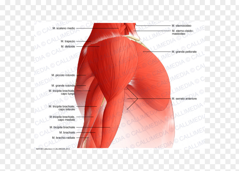 Arm Deltoid Muscle Nerve Shoulder PNG