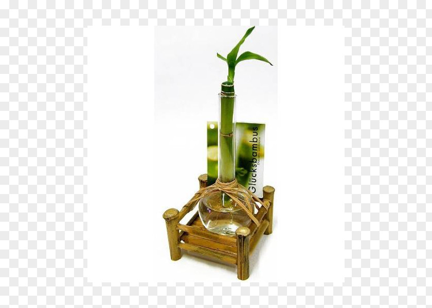 Bamboo Lucky Houseplant Vase Evergreen PNG