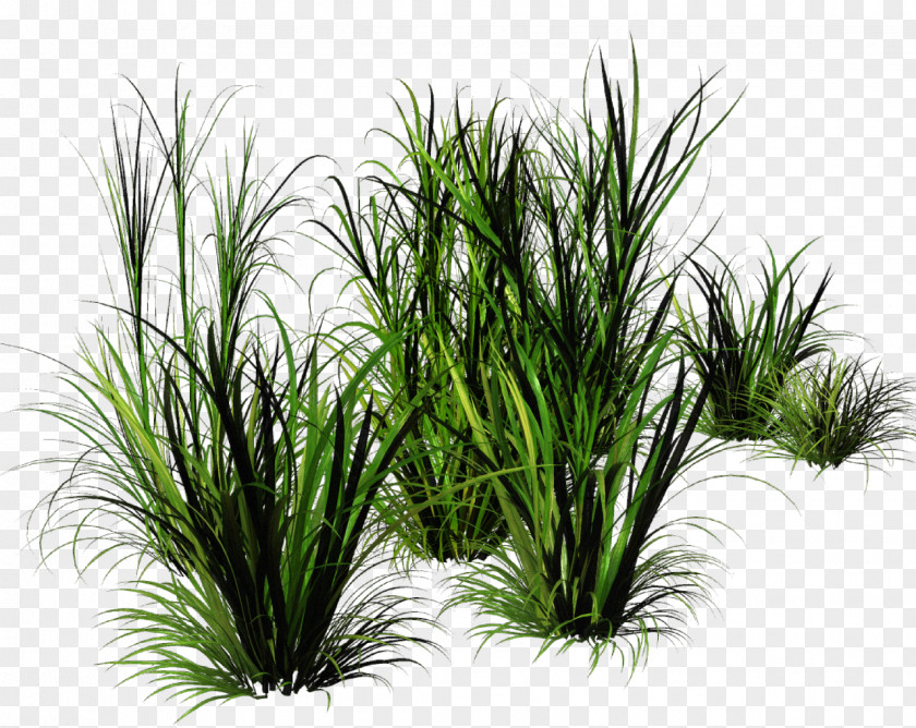 Bunch Grass PNG