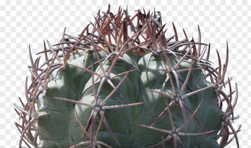 Cactus Strawberry Hedgehog Citroën M Thorns, Spines, And Prickles PNG