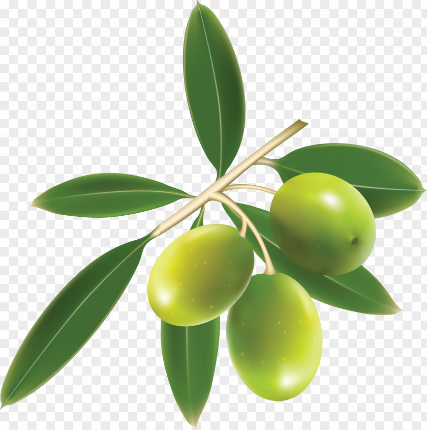Green Olives Olive Oil Mediterranean Cuisine PNG