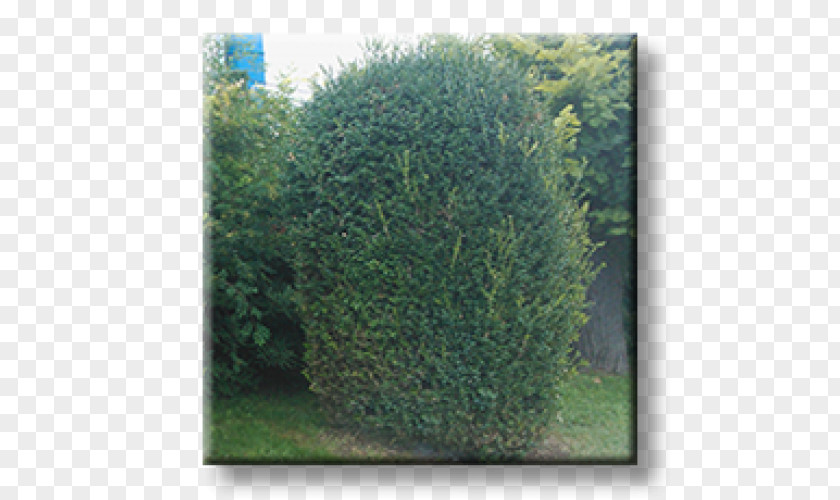 Plant English Yew Shrubland Hedge Buxus Sempervirens Evergreen PNG