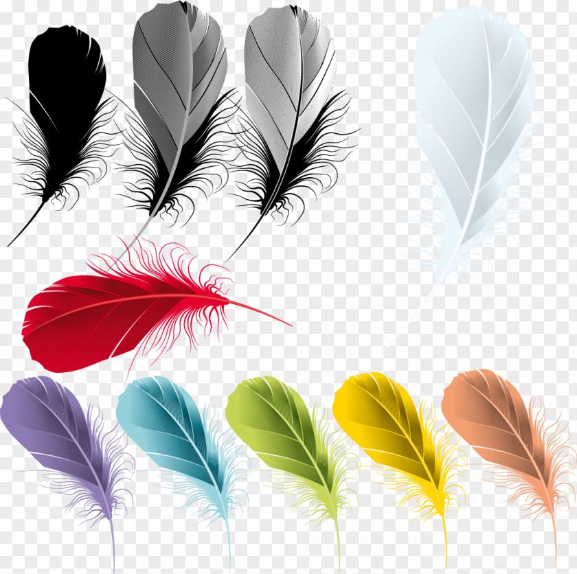 Plums Feather Drawing PNG