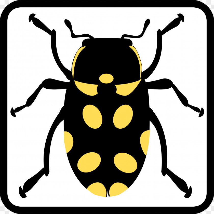 Bug Beetle Butterfly Clip Art PNG