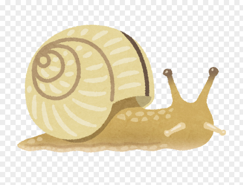 Snail Slug いらすとや Organism PNG