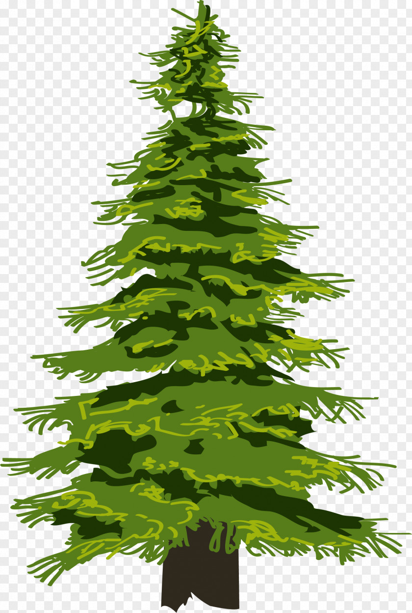 Tree Evergreen Pine Drawing Fir PNG