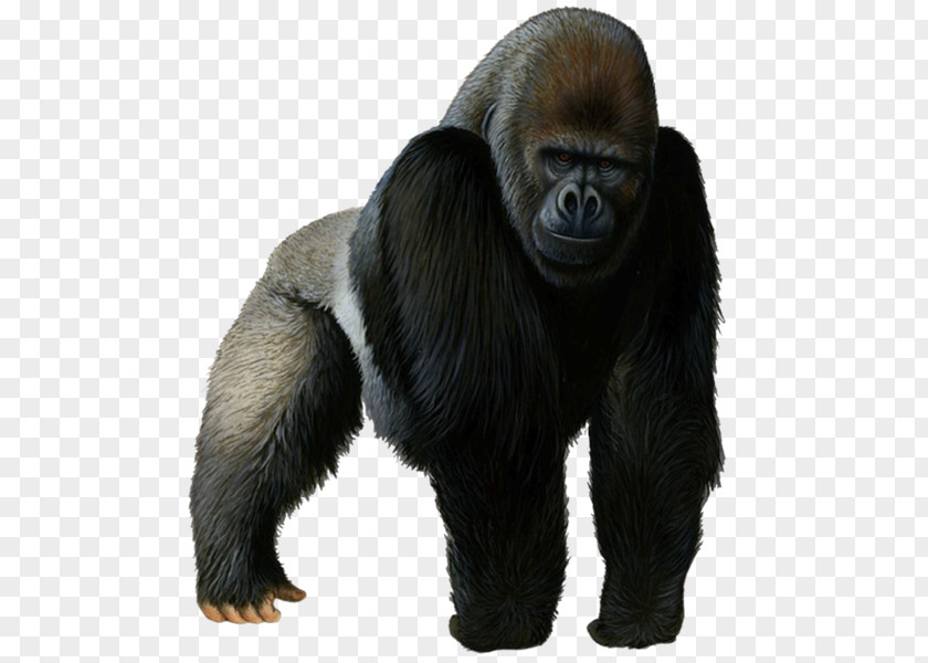 Western Gorilla Chimpanzee Clip Art PNG