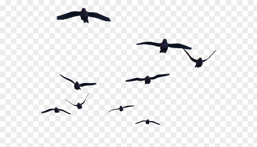 Bird Flight Clip Art PNG