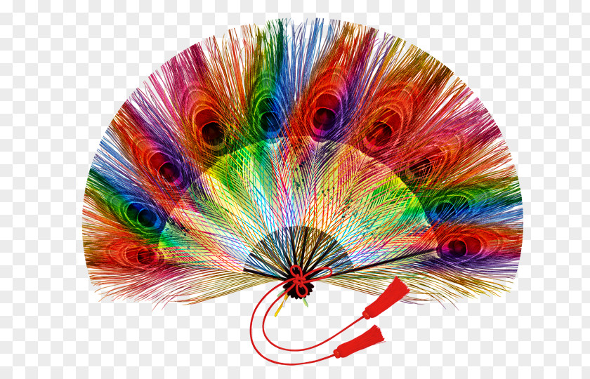 Feather Fan Son Peafowl PNG