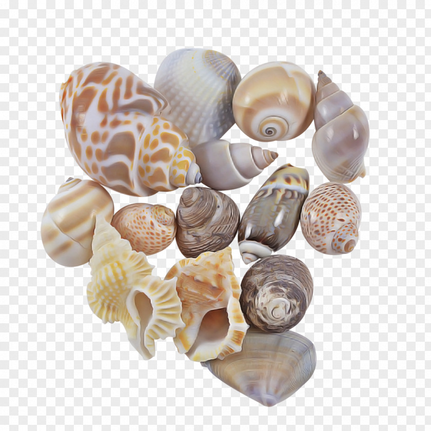Shell Beige Rock Natural Material Bead PNG