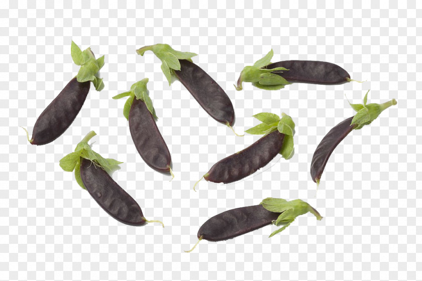 Sugar Pod Peas Snow Pea Vegetable Snap Legume PNG