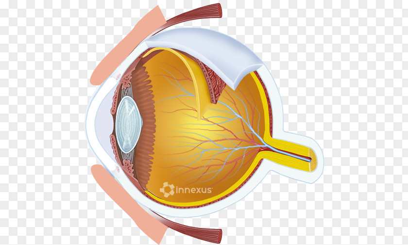 Eye Human Care Professional Light Visual Perception PNG