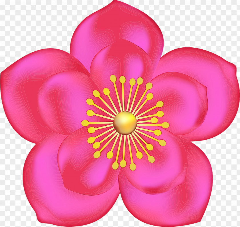 Perennial Plant Wildflower Petal Pink Flower Magenta PNG