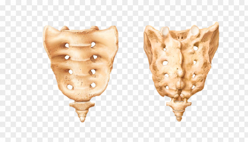 Sacrum Coccyx Anatomy Vertebral Column Human Skeleton PNG