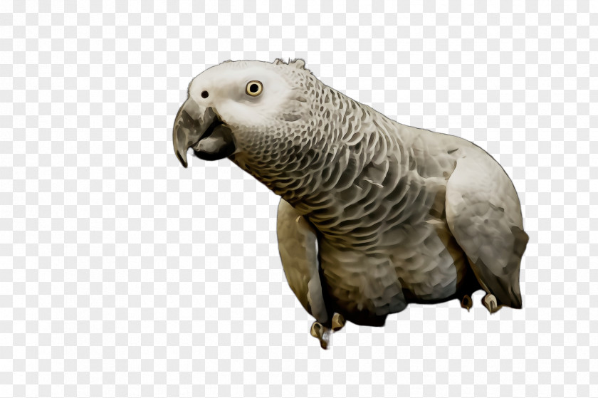 Wildlife Animal Figure Parrot Bird Parakeet African Grey Terrestrial PNG