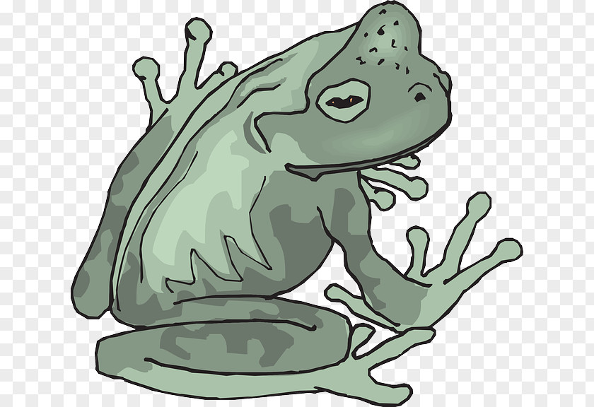 Amphibian True Frog Tropics Clip Art PNG