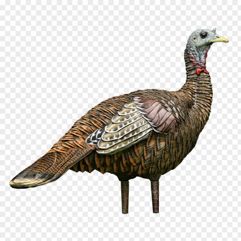 Chicken Turkey Hunting Decoy Dick's Sporting Goods PNG
