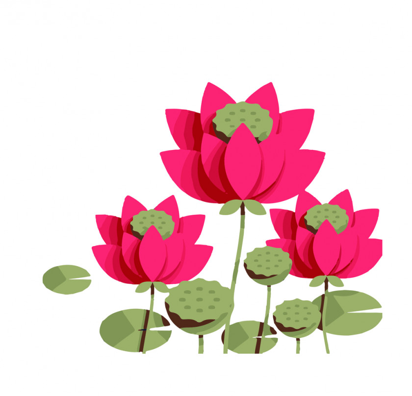 Design Nelumbo Nucifera Paper Drawing Clip Art PNG