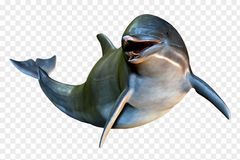 Dolphin Cetacea Clip Art PNG