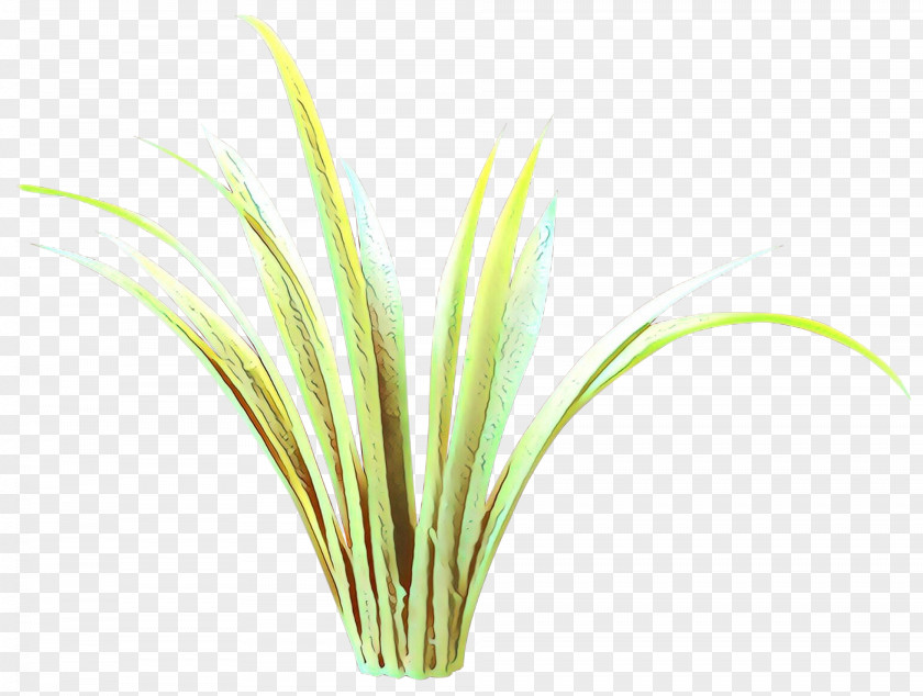 Grass Plant Family Flower Lemongrass PNG