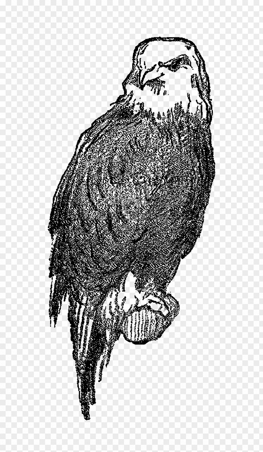 Owl Bald Eagle Drawing PNG