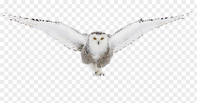 Owl Snowy Image Buy Enlarge Clip Art PNG