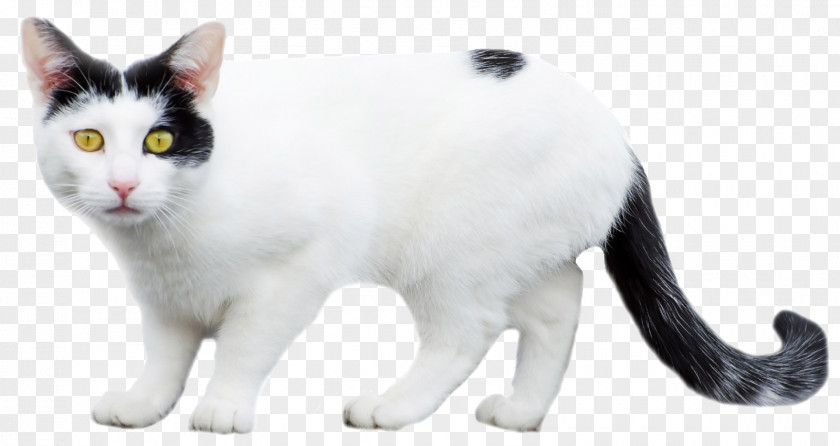 White Cat Litter Trays Dog Persian Kitten Food PNG