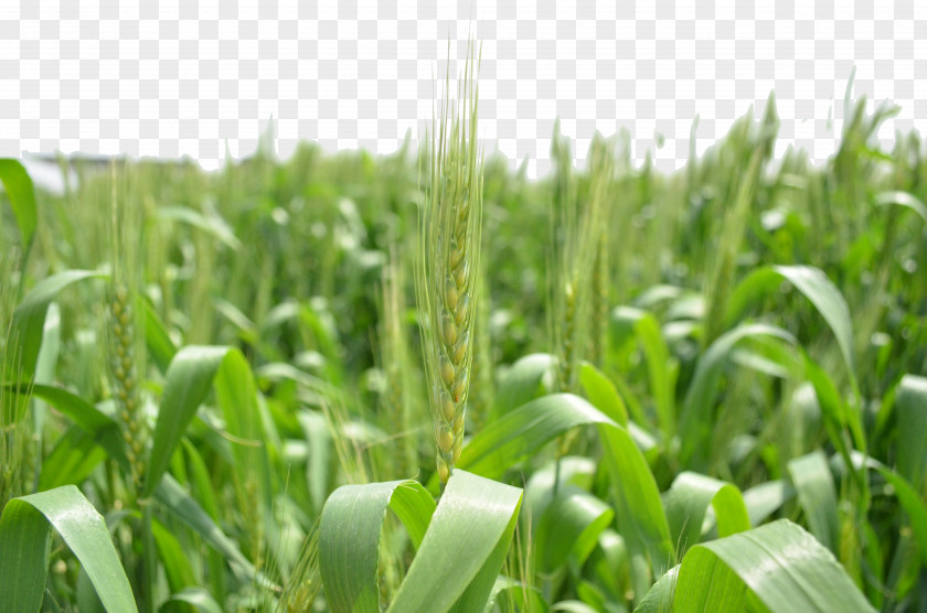 Green Wheat Triticale Download PNG